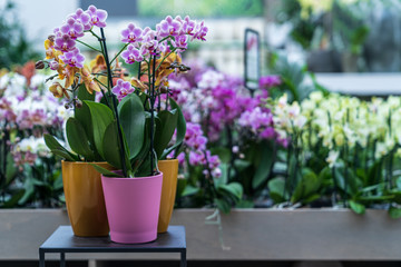 Fototapeta na wymiar Home flowers with pretty decorative pots in a garden center