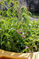 Plants in Childrens Toy