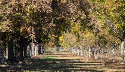 Fototapeta na wymiar pecan tree plantation with yellow leaves in the fall