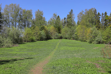 Path through the spring meadow to the edge of the forest