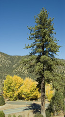 Pine tree and golden cottonwood in autumn along highway 33, California on way to Ojai