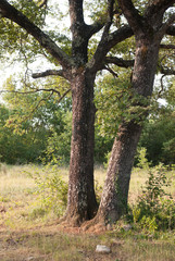 trees in the forest