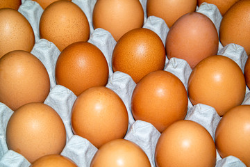fresh organic egg in an egg plate