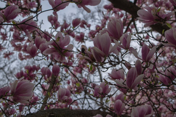 Magnolia soulangeana also called saucer magnolia flowering springtime tree with beautiful pink white flower on branches in bloom