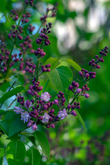 Syringa vulgaris violet purple flowering bush, groups of scented flowers on branches in bloom, common wild lilac tree