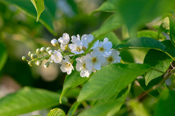 Prunus padus white flowering bird cherry hackberry tree, hagberry mayday tree in bloom, ornamental park flowers on branches