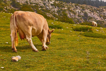 Vacas Pastando
