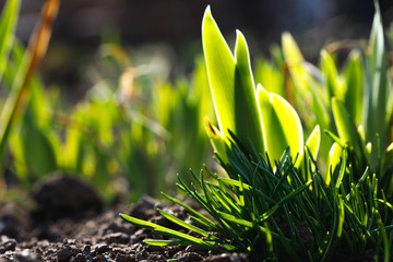 Sprouted green grass in spring. bright bushes in the ground.
