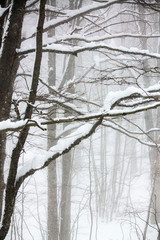 winter in the snowy forest