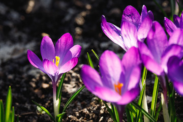 Beautiful purple crocuses blooming in spring
