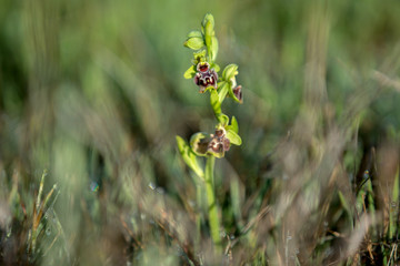 The bee-orchid (Ophrys flavomarginata) on the xerothermic grassland in Cyprus