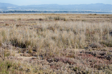 Halophyte meadows on the shores of the Limassol Salt Lake near Akrotiri in Cyprus