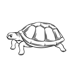 Turtle outline icon