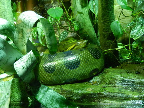 snake in zoo