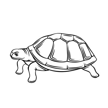 Turtle outline icon