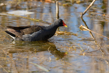 Adult Common Moorhen swims on water surface. Close up of common moorhen (Gallinula chloropus). Bird in wildlife.