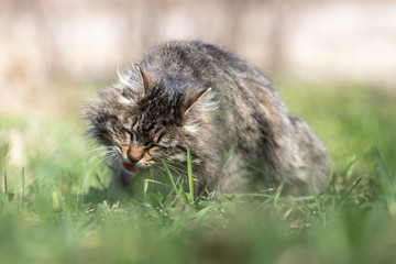 Naklejka na ściany i meble Fluffy cat eating fresh green grass with funny emotions, showing teeth and big whiskers looking at camera. Pet care, Natural food and vitamins for pets concept. Hairball treatment.