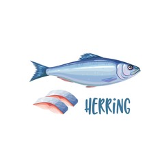 Herring fish and fillet