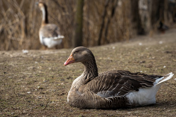 Domestic geese in the village. Domesticated greylag goose. Large goose at the open meadow lawn on the grass