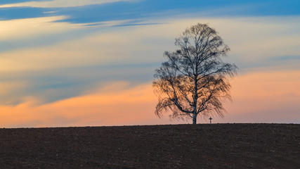 Alone birch tree silhouette in wind on blue sky background with red glow. Betula. Tranquil landscape with brown plowed field and small crucifix on horizon. Rural scene before sunset in windy weather.
