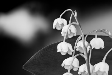 Delicate lily of the valley flowers closeup on spring black and white sky. Convallaria majalis....