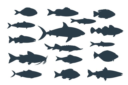 Silhouettes of fish