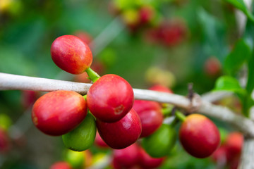 Coffee Beans 