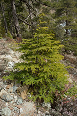 Fototapeta premium The cyprus cedar in the Cedar Valley in Cyprus