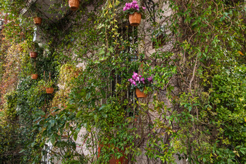 House is abundantly overgrown with bright fresh green ivy. Cyclamen in flowerpot. Eco friendly lifestyle.