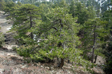 The cyprus cedar in the Cedar Valley in Cyprus - obrazy, fototapety, plakaty