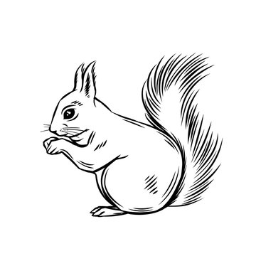 Outline Squirrels Images – Browse 6,032 Stock Photos, Vectors, and Video |  Adobe Stock