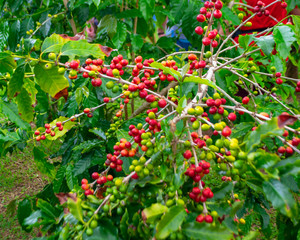 Obraz premium Kona Coffee!