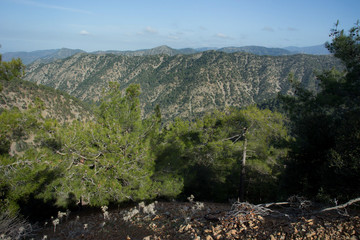 The cyprus cedar in the Cedar Valley in Cyprus