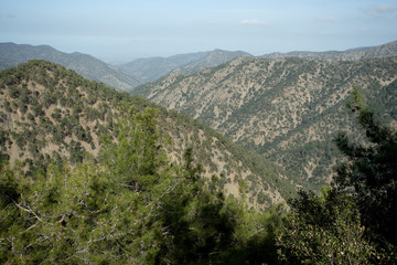 Fototapeta na wymiar The cyprus cedar in the Cedar Valley in Cyprus
