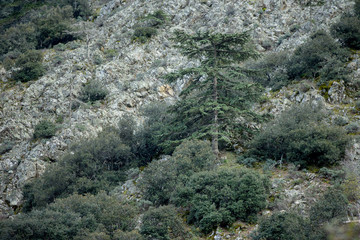 Cedrus brevifolia in the Troodos mountains (in the Cedar Valley)