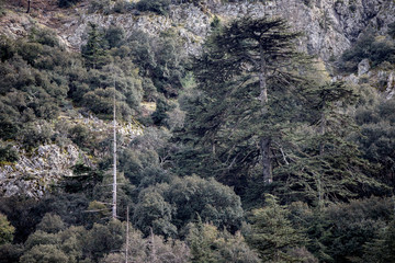 Cedrus brevifolia in the Troodos mountains (in the Cedar Valley) - obrazy, fototapety, plakaty