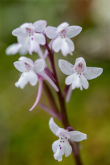 Orchis quadripunctata on a xerothermic grassland in Cyprus