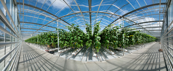 Big perspective panoramic view of growing cucumbers in a big greenhouse