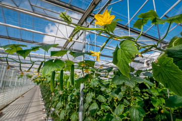 Young cucumber plant with leaves and little yellow flowers and buds are growing in greenhouse.