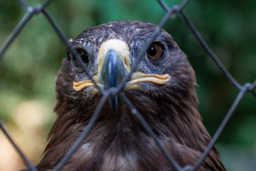 Adult golden eagle bird in a cage. Dangerous bird is a predator with a large beak behind bars. Golden eagle is the largest representative of the entire hawk family, a strong and large eagle