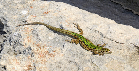Ibiza wall lizard / Pityuseneidechse (Podarcis pityusensis formenterae) auf Formentera, Spanien