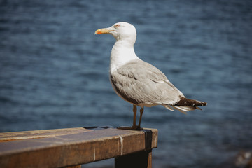 Seagulls on a rock in the sea