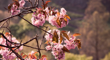 Pink Cherry blossom in Edinburgh.