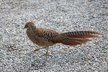 pheasant on the island of Madre (Borromean Islands, Lago di Maggiore, Italy)