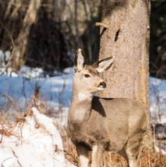 Mule Deer in a Sunny Forest