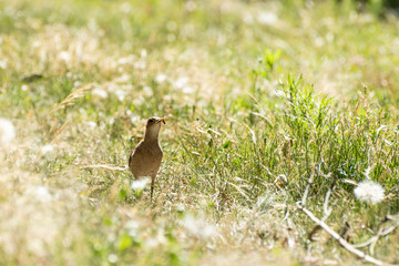 Roufous hornero eating worm