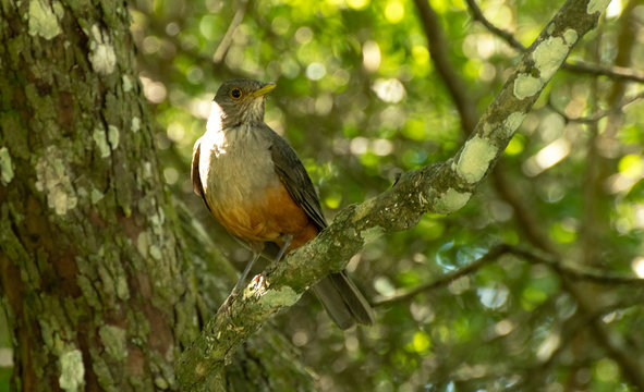 Zorzal on tree
