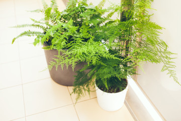 Asparagus setaceus plumosus, also known as Lace Fern, Common Asparagus Fern or Climbing Asparagus growing on the balcony on white pot. Terrace decorated with plants