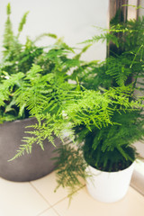 Asparagus setaceus plumosus, also known as Lace Fern, Common Asparagus Fern or Climbing Asparagus growing on the balcony on white pot. Terrace decorated with plants