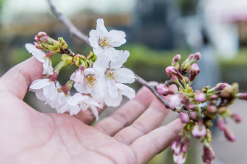 Fototapeta na wymiar 手のひらに咲く桜